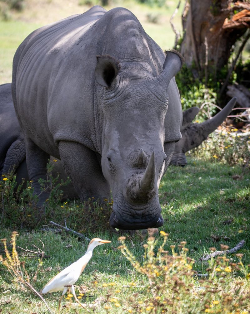 Breitmaulnashorn