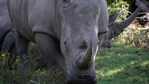 Breitmaulnashorn