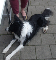 Border Collie