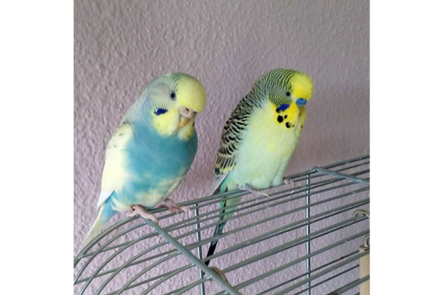 Velvet und Chucky