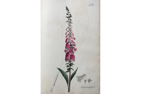 Plantae Offizinales