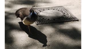 Tierpark