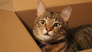 Katzen