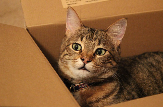 Katzen
