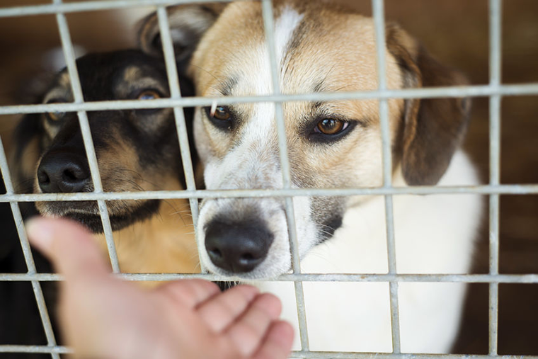 Aufgaben im Tierschutz