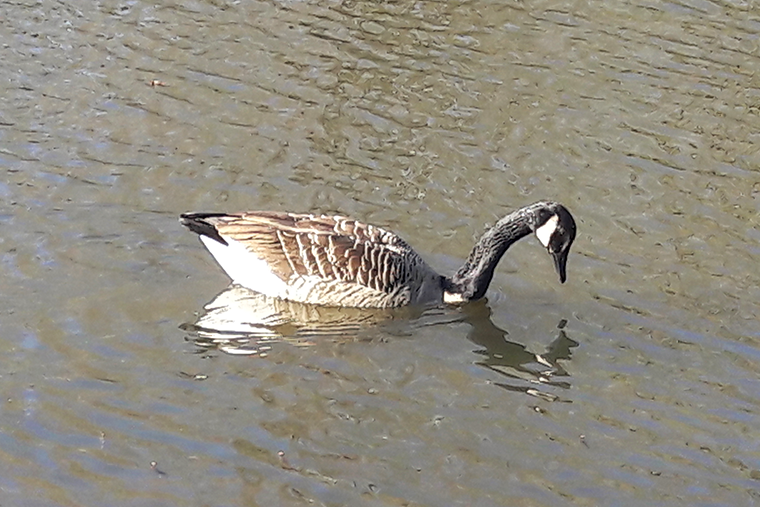 Ente